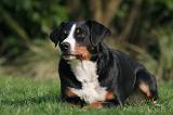 BOUVIER D'APPENZELL 133